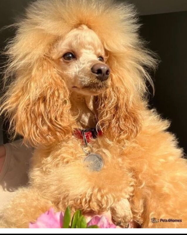 Cockapoo puppies for sale in Stoke, West Midlands – 6 weeks old - Image 3 of 5