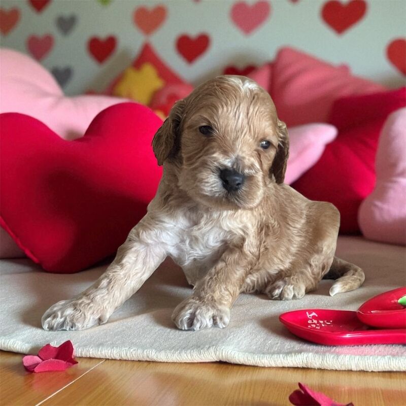 Cockapoo puppies for sale in Stoke, West Midlands – 6 weeks old - Image 4 of 5