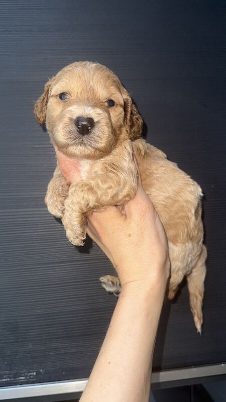 Cockapoo puppies for sale in Stoke, West Midlands – 6 weeks old - Image 5 of 5