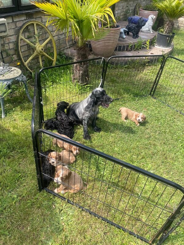 Cockapoo puppies for sale in Great Yarmouth, Norfolk – 8 weeks old