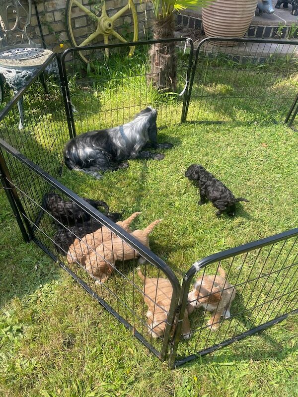 Cockapoo puppies for sale in Great Yarmouth, Norfolk – 8 weeks old - Image 2 of 3