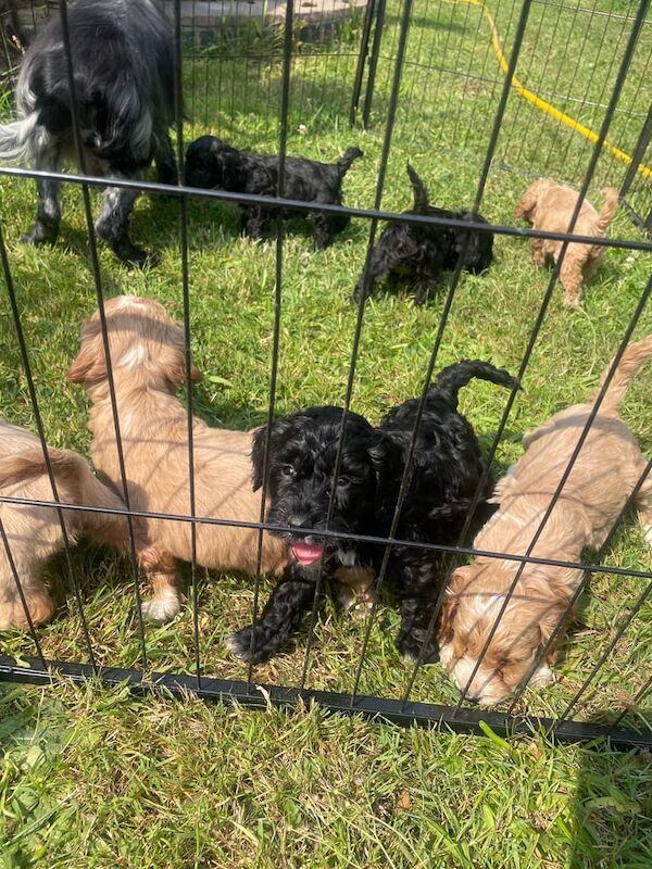 Cockapoo puppies for sale in Great Yarmouth, Norfolk – 8 weeks old - Image 3 of 3