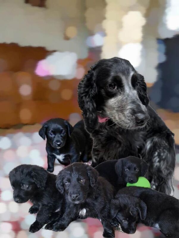 Cockapoo puppies for sale in Mansfield, Nottinghamshire – 8 weeks old