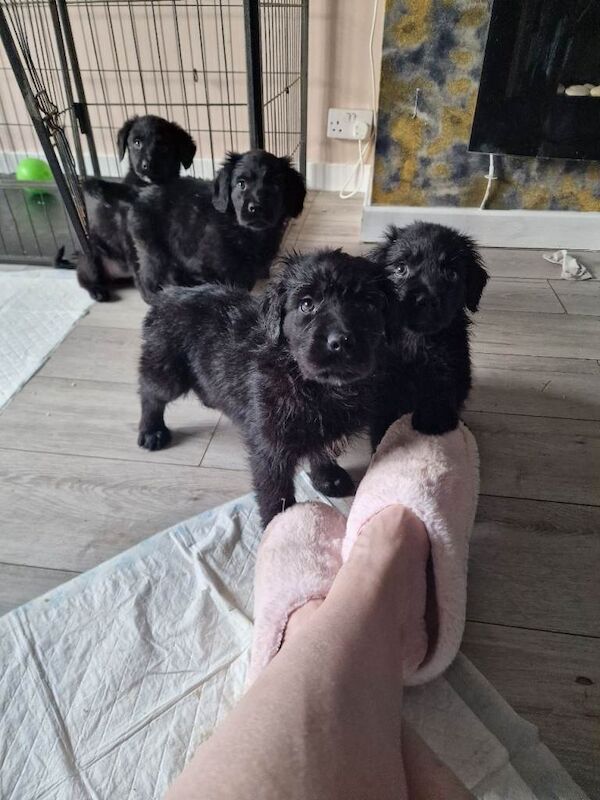 Cockapoo puppies for sale in Mansfield, Nottinghamshire – 3 months old - Image 2 of 3