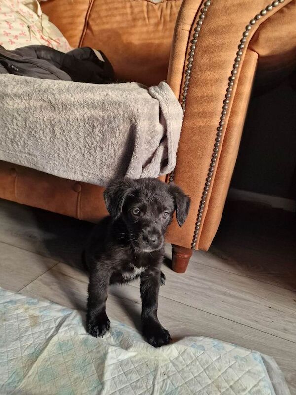 Cockapoo puppies for sale in Mansfield, Nottinghamshire – 3 months old - Image 3 of 3