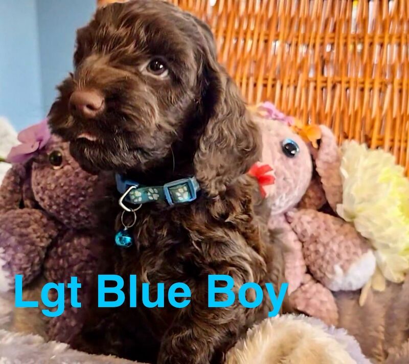 Cockapoo puppies for sale in Skegness, Lincolnshire – 6 weeks old