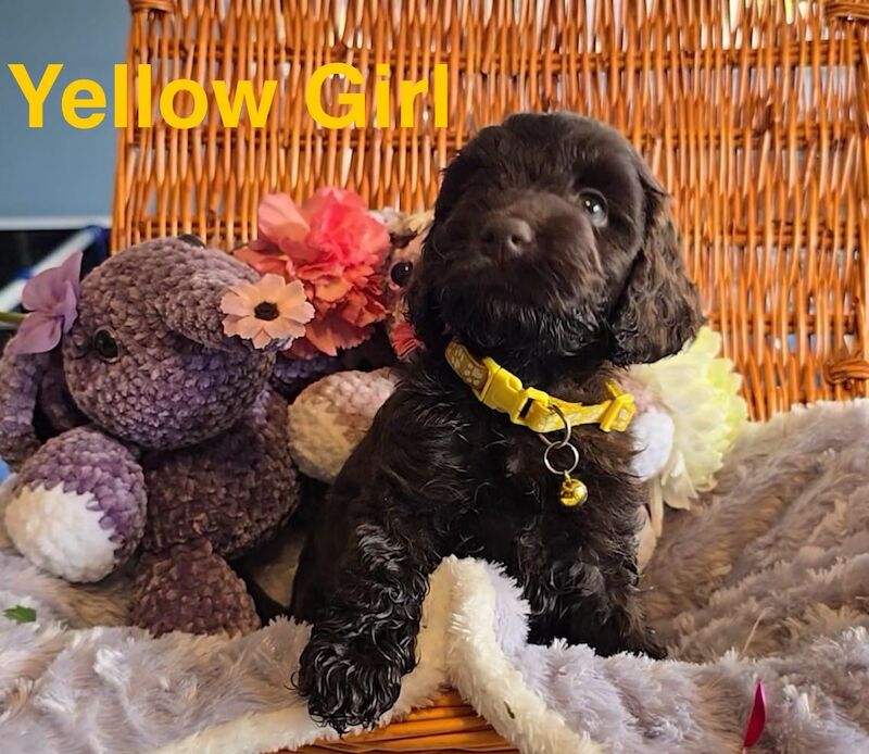 Cockapoo puppies for sale in Skegness, Lincolnshire – 6 weeks old - Image 2 of 12