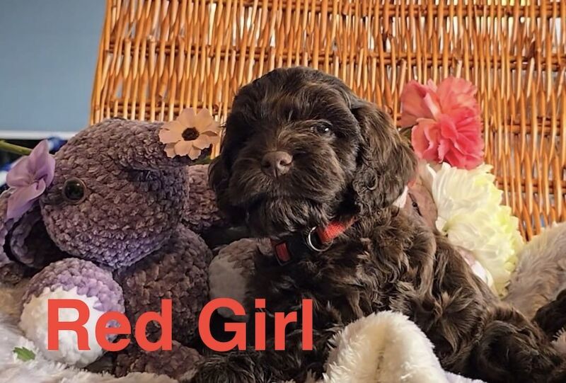 Cockapoo puppies for sale in Skegness, Lincolnshire – 6 weeks old - Image 3 of 12