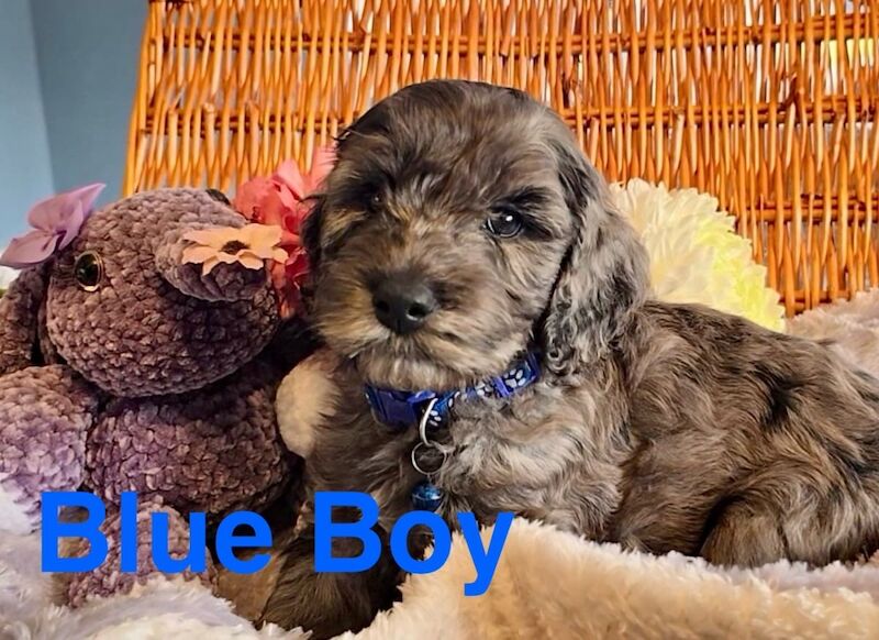 Cockapoo puppies for sale in Skegness, Lincolnshire – 6 weeks old - Image 4 of 12