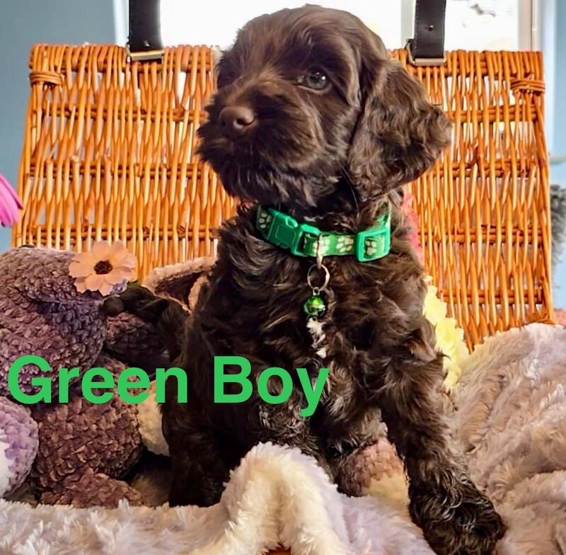 Cockapoo puppies for sale in Skegness, Lincolnshire – 6 weeks old - Image 5 of 12