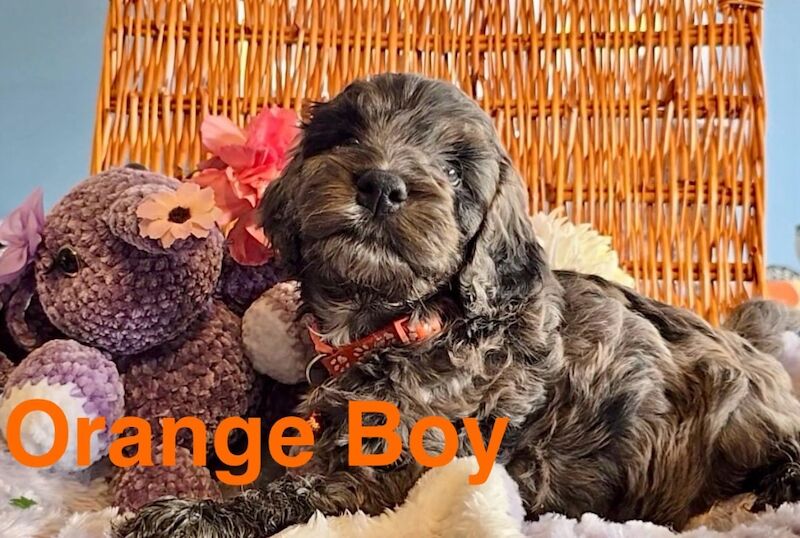 Cockapoo puppies for sale in Skegness, Lincolnshire – 6 weeks old - Image 6 of 12