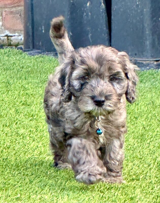 Cockapoo puppies for sale in Skegness, Lincolnshire – 6 weeks old - Image 7 of 12