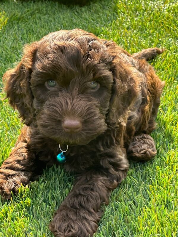 Cockapoo puppies for sale in Skegness, Lincolnshire – 6 weeks old - Image 8 of 12
