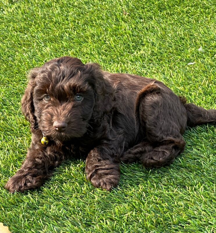 Cockapoo puppies for sale in Skegness, Lincolnshire – 6 weeks old - Image 9 of 12