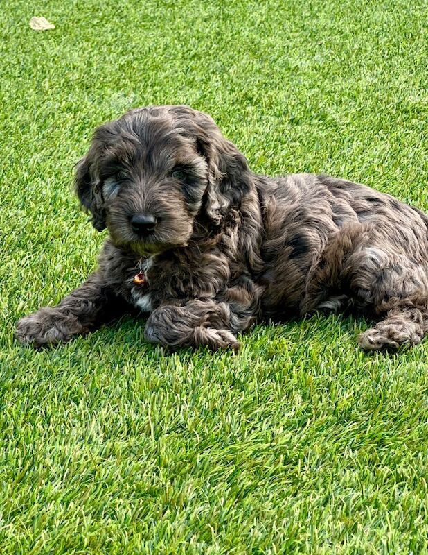Cockapoo puppies for sale in Skegness, Lincolnshire – 6 weeks old - Image 10 of 12