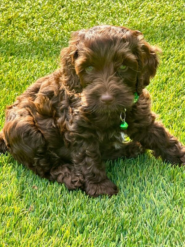 Cockapoo puppies for sale in Skegness, Lincolnshire – 6 weeks old - Image 11 of 12