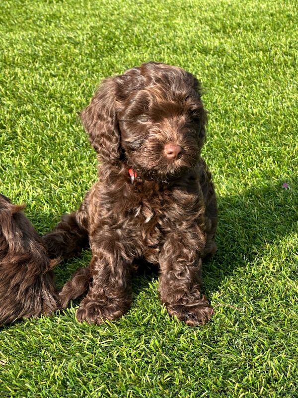 Cockapoo puppies for sale in Skegness, Lincolnshire – 6 weeks old - Image 12 of 12