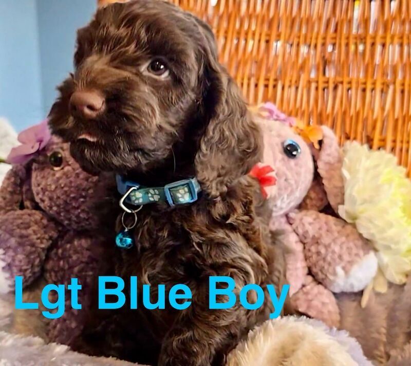 Cockapoo puppies for sale in Skegness, Lincolnshire – 7 weeks old - Image 13 of 13