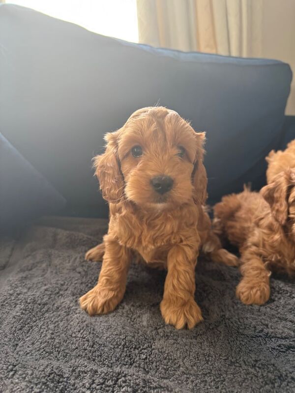 Cockapoo puppies for sale in Pomeroy, County Tyrone – 10 months old - Image 3 of 3