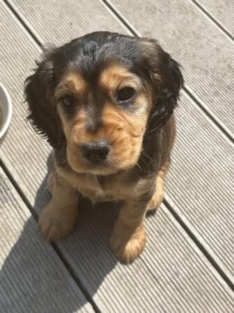 Beautiful tri Cockapoo puppies for sale in Chichester, West Sussex