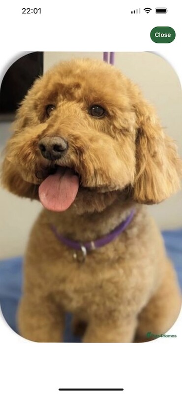 Toy poodle sc hotsell