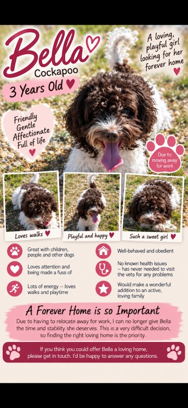 Bella – 3 Year Old Cockapoo– Loving Family Dog