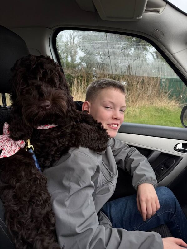 Cockapoo puppies for sale in Bushmills, County Antrim – 5 months old