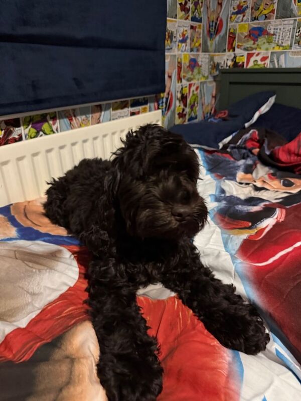 Betsy - Image 2 of 3