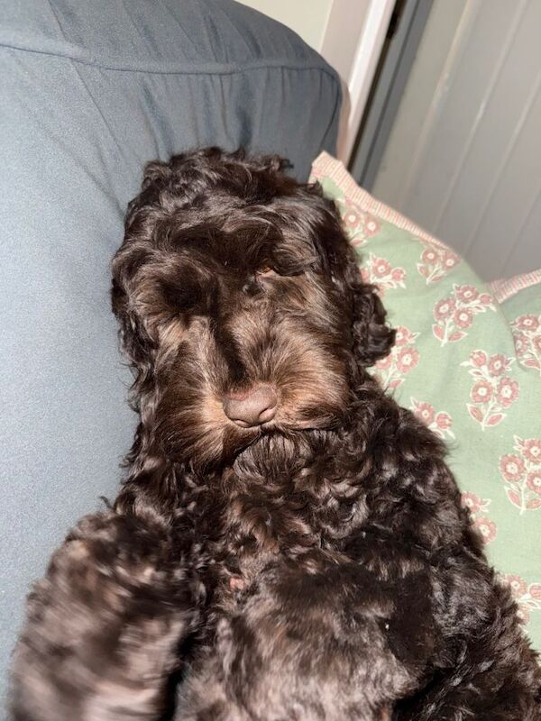 Betsy - Image 3 of 3