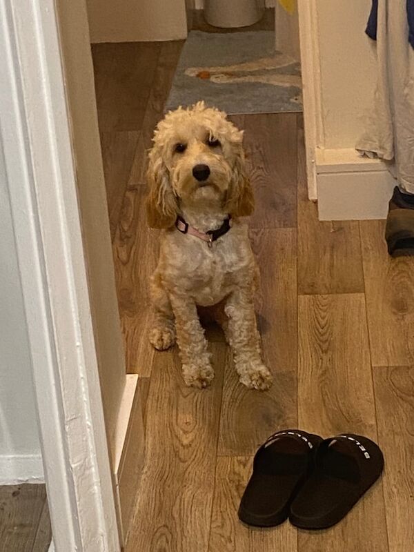 Cockapoo puppies for sale in Horsforth, West Yorkshire – 9 months old