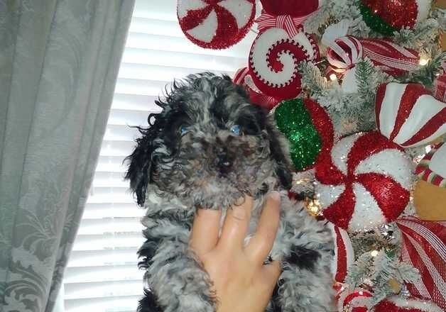 Cockapoo puppies for sale in Wellingborough, Northamptonshire – 1 year old - Image 3 of 3