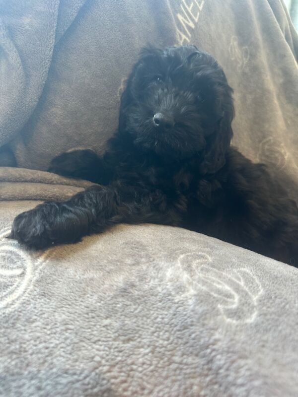 2 f1 cockapoo for sale in Cambridgeshire - Image 5