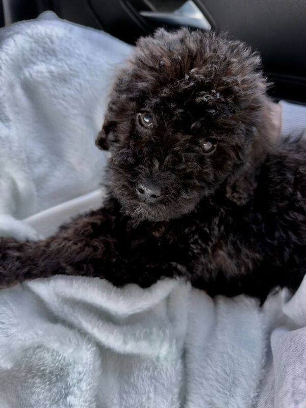 Cockapoo Puppies For Sale