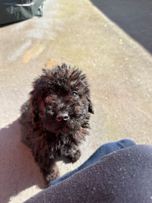 Black Cockapoo - 10 Weeks Old - Image 2 of 3