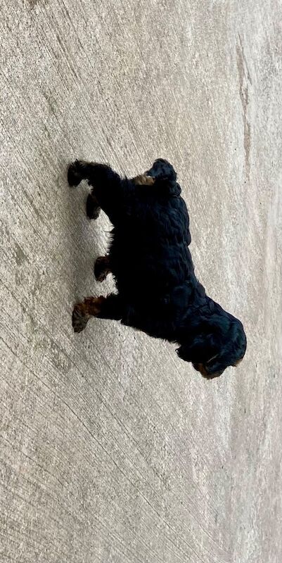 Black cockapoo - Image 2 of 7