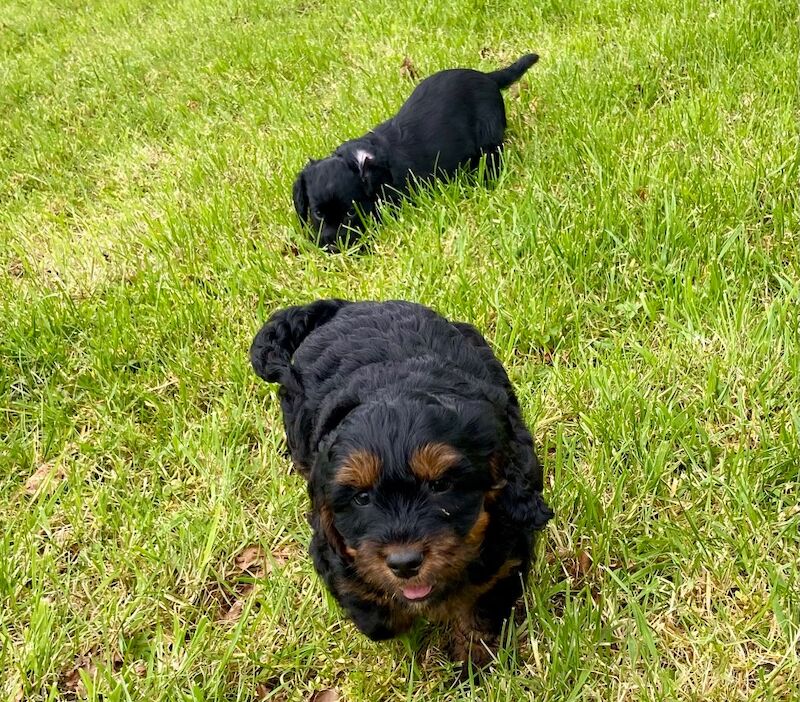 Black cockapoo - Image 3 of 7