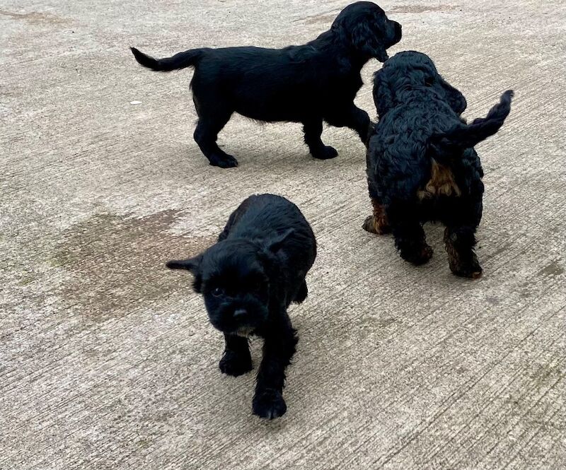 Black cockapoo - Image 4 of 7