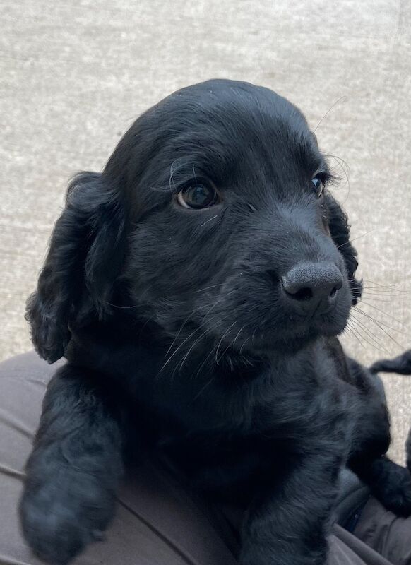 Black cockapoo - Image 5 of 7