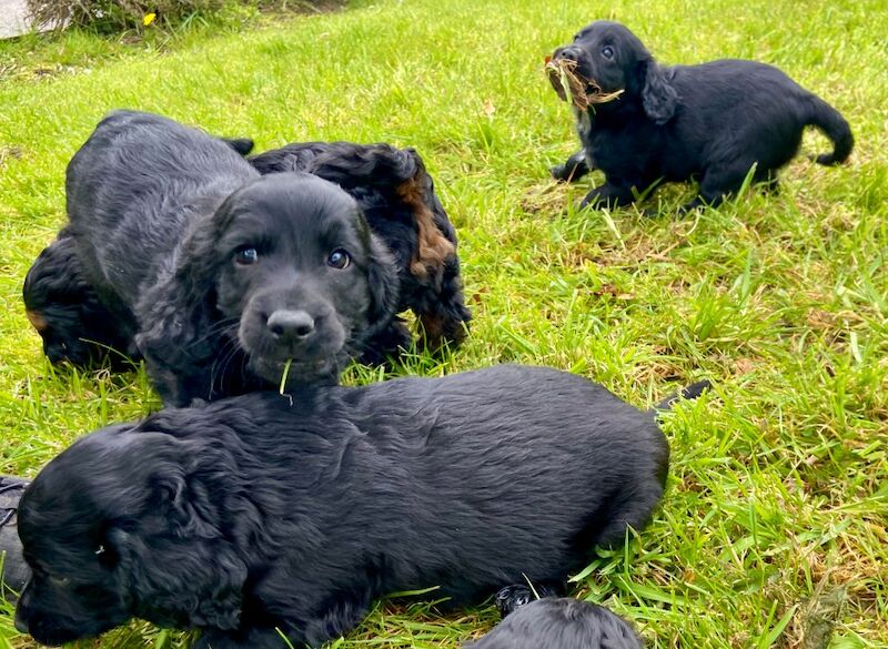 Black cockapoo - Image 7 of 7