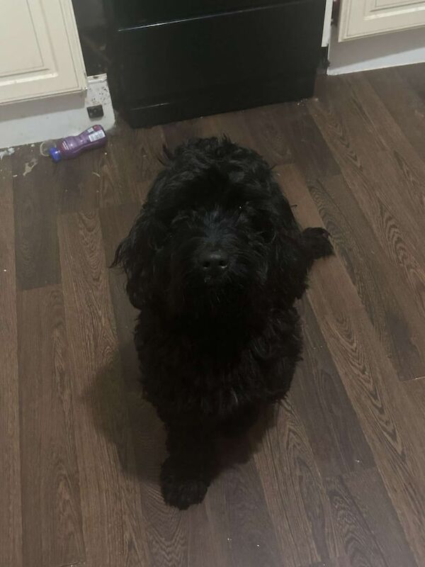 Cockapoo puppies for sale in Port Talbot, West Glamorgan – 2 years old