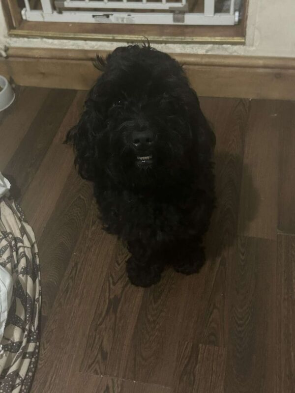 Cockapoo puppies for sale in Port Talbot, West Glamorgan – 2 years old - Image 2 of 3