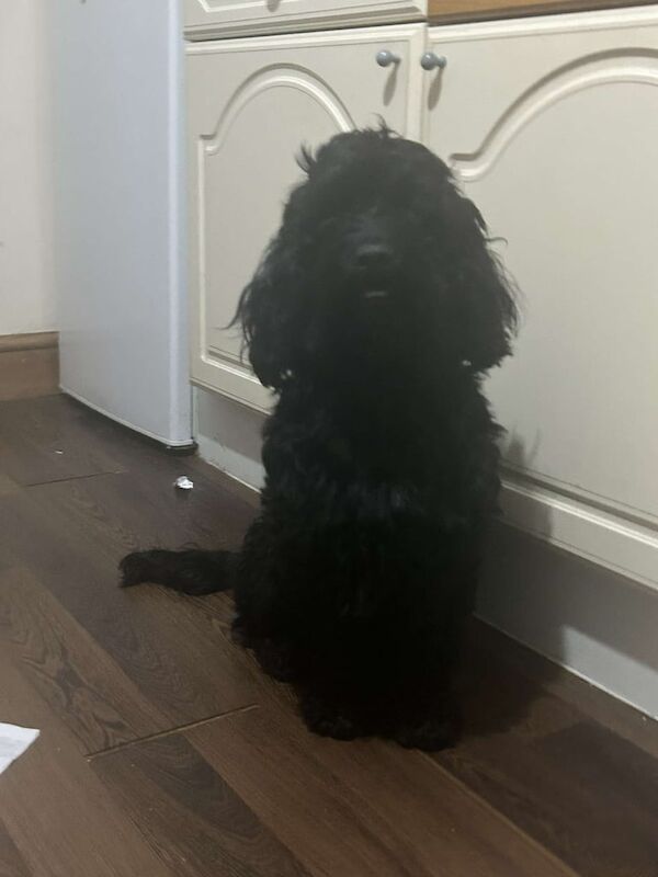 Cockapoo puppies for sale in Port Talbot, West Glamorgan – 2 years old - Image 3 of 3