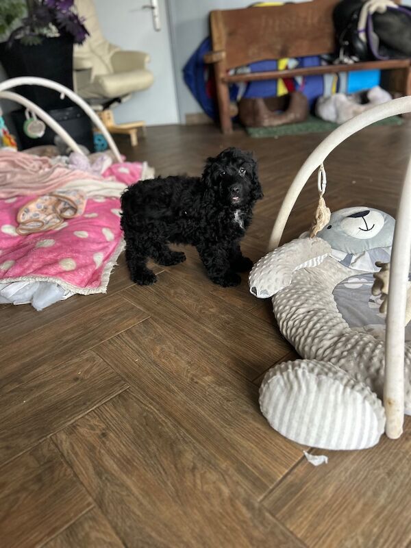 Black cockapoo boy now ready - Image 3 of 6