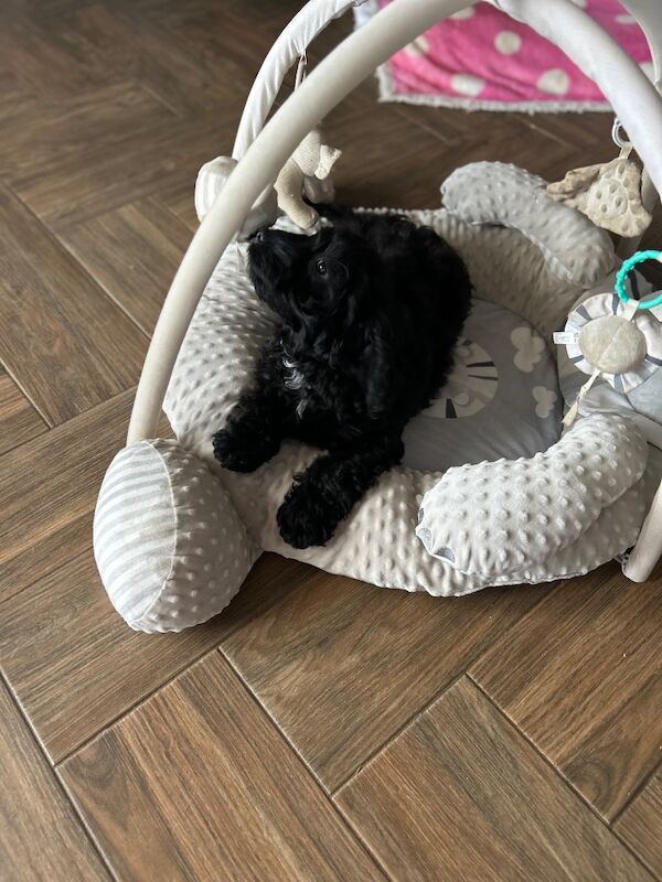 Black cockapoo boy now ready - Image 5 of 6