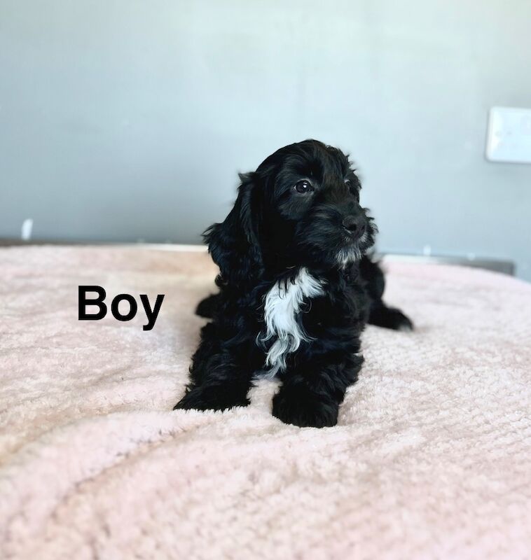 Black cockapoo boy ready now 