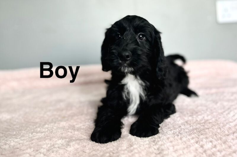Black cockapoo boy ready now - Image 2 of 5