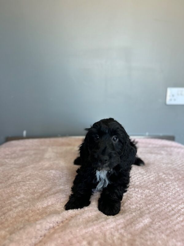 Black cockapoo boy ready now - Image 5 of 5