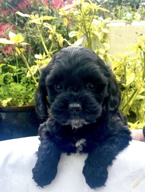 Cockapoo Puppies For Sale Under £1,000