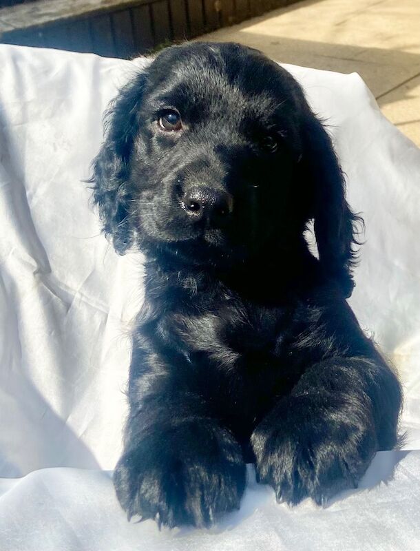 Black cockapoo puppies! - Image 2 of 15