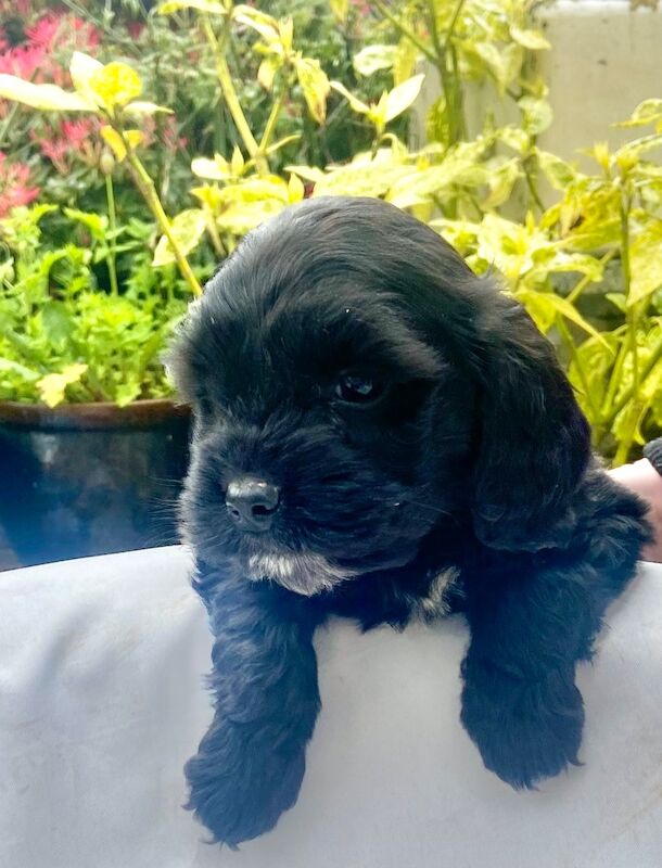 Black cockapoo puppies! - Image 3 of 15